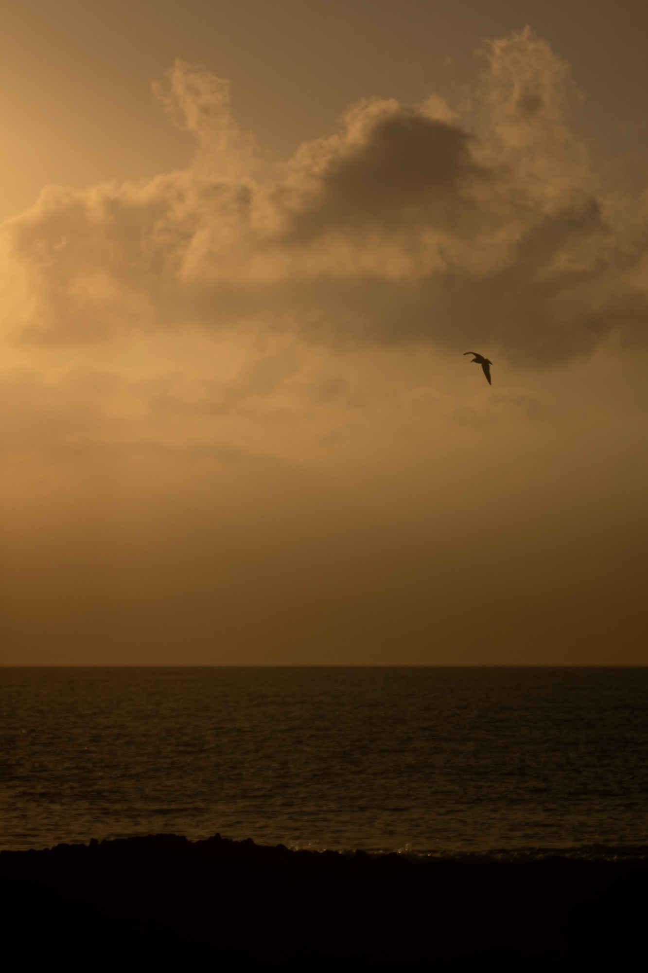 A gull above the sea at sunset